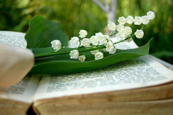 Zweig weißer Maiglöckchenblüten auf aufgeschlagenem Buch.